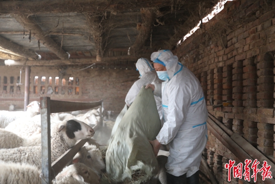 1月22日，刘家佐村，临时饲养员在搬草料喂羊。 中青报·中青网记者 耿学清/摄