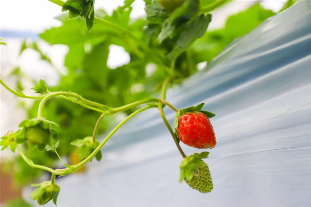 冬日甜蜜恋曲南京溧水草莓采摘地图倾情奉上