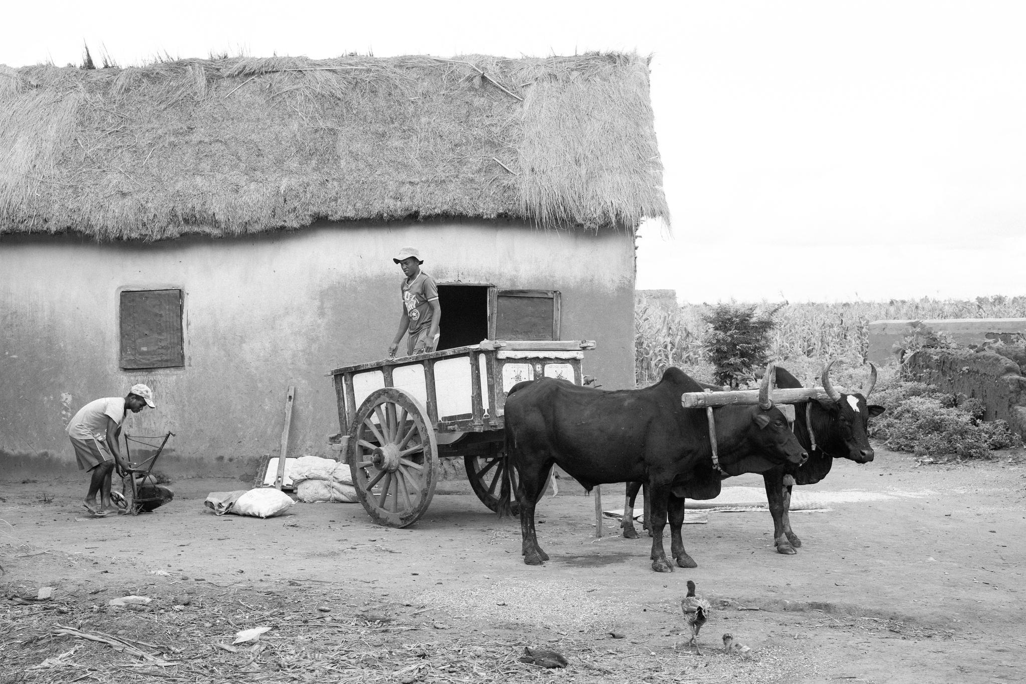 △马达加斯加安巴托安特拉诺村，一辆牛车。© WaterAid/ People