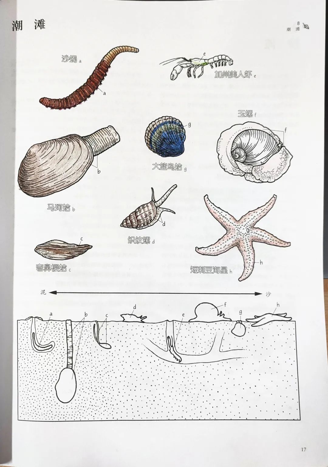 全景图,细节放大图等不同视角,多方位还原了海洋生境与生物的结构
