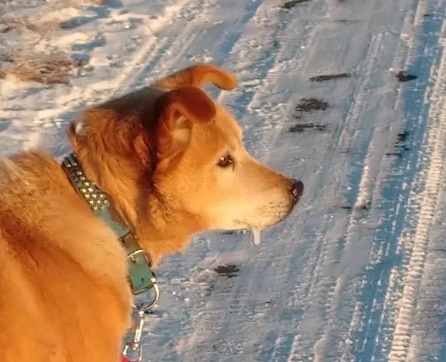 救命啊我家狗子鼻涕都冻住了还非要散步