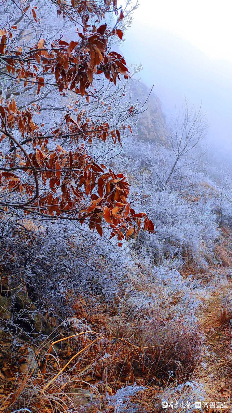 情报站|深冬在日照大青山遇见雾凇,银丝闪烁美不胜收