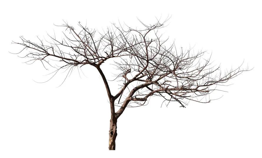 总掉头发算不算脱发？医生教你1秒自测，超实用！休闲区蓝鸢梦想 - Www.slyday.coM