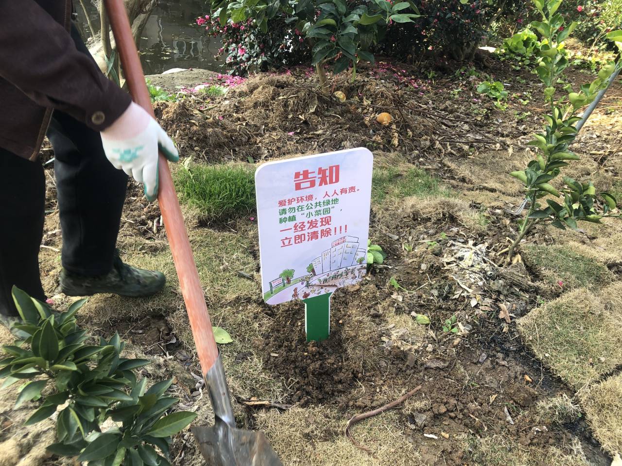 小区毁绿种菜,首罚!|绿地|小区|行政执法_新浪新闻