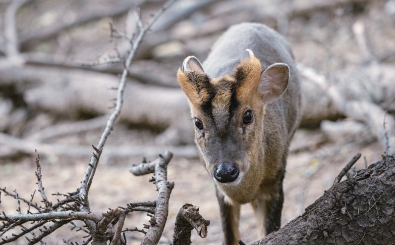 麂子在英文里叫"吠鹿"(barking deer),说的是叫声像狗吠.