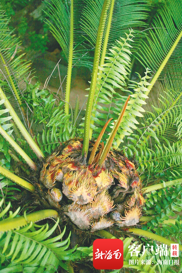 深读| "植物霸主"为何沦为"弱势群体"?海南野生苏铁类植物亟待保护