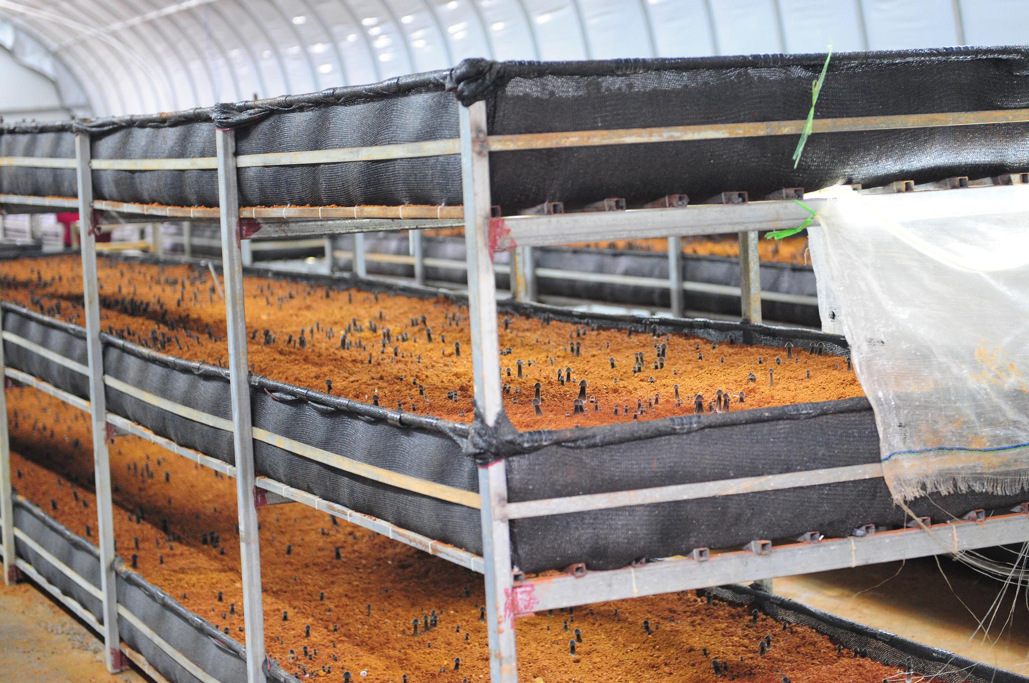 扶贫产业项目食用菌标准化种植基地,实地察看黑皮鸡枞菌大棚种植情况