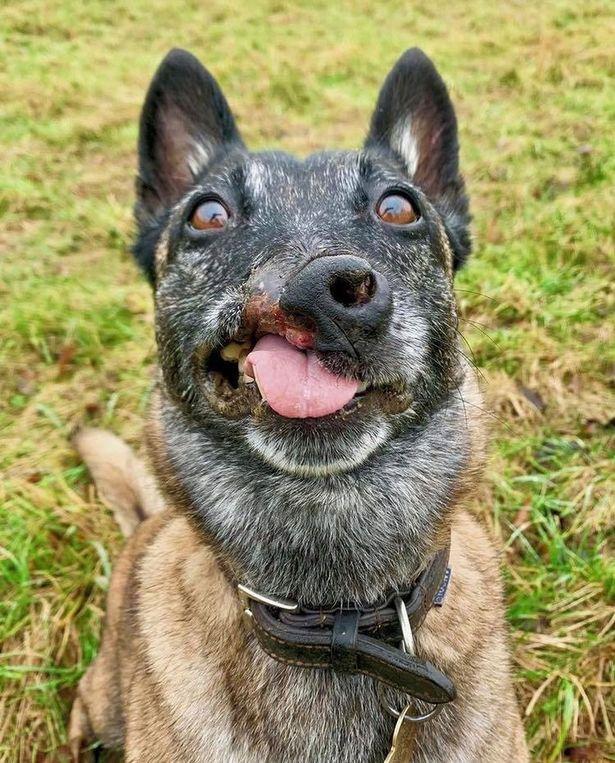 英国女子救下"毁容"牧羊犬,耗费几万元帮它面部重塑