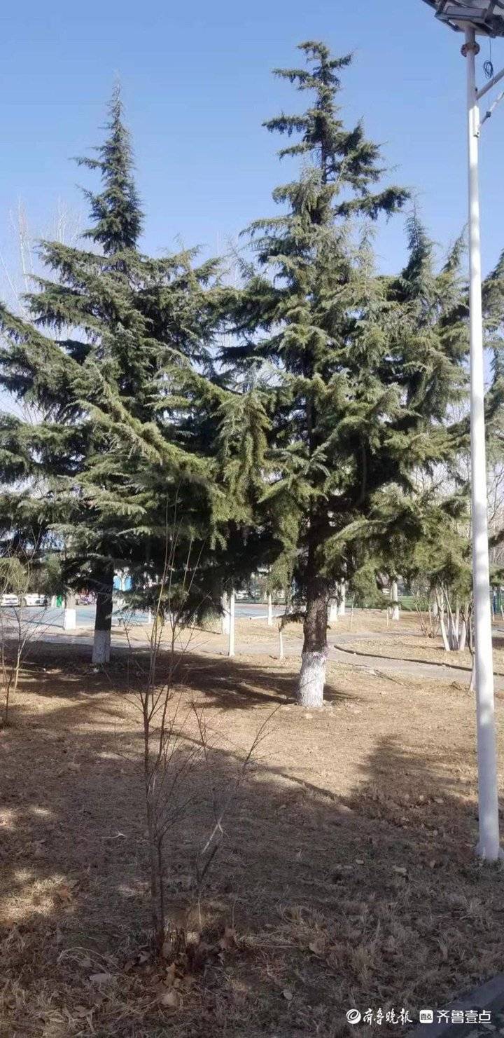 不畏严寒的塔松