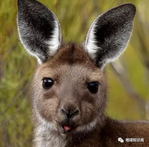 它们,在放倒袋鼠以后把它们的内脏拉出来,再用木钎把敞开的腹腔封上