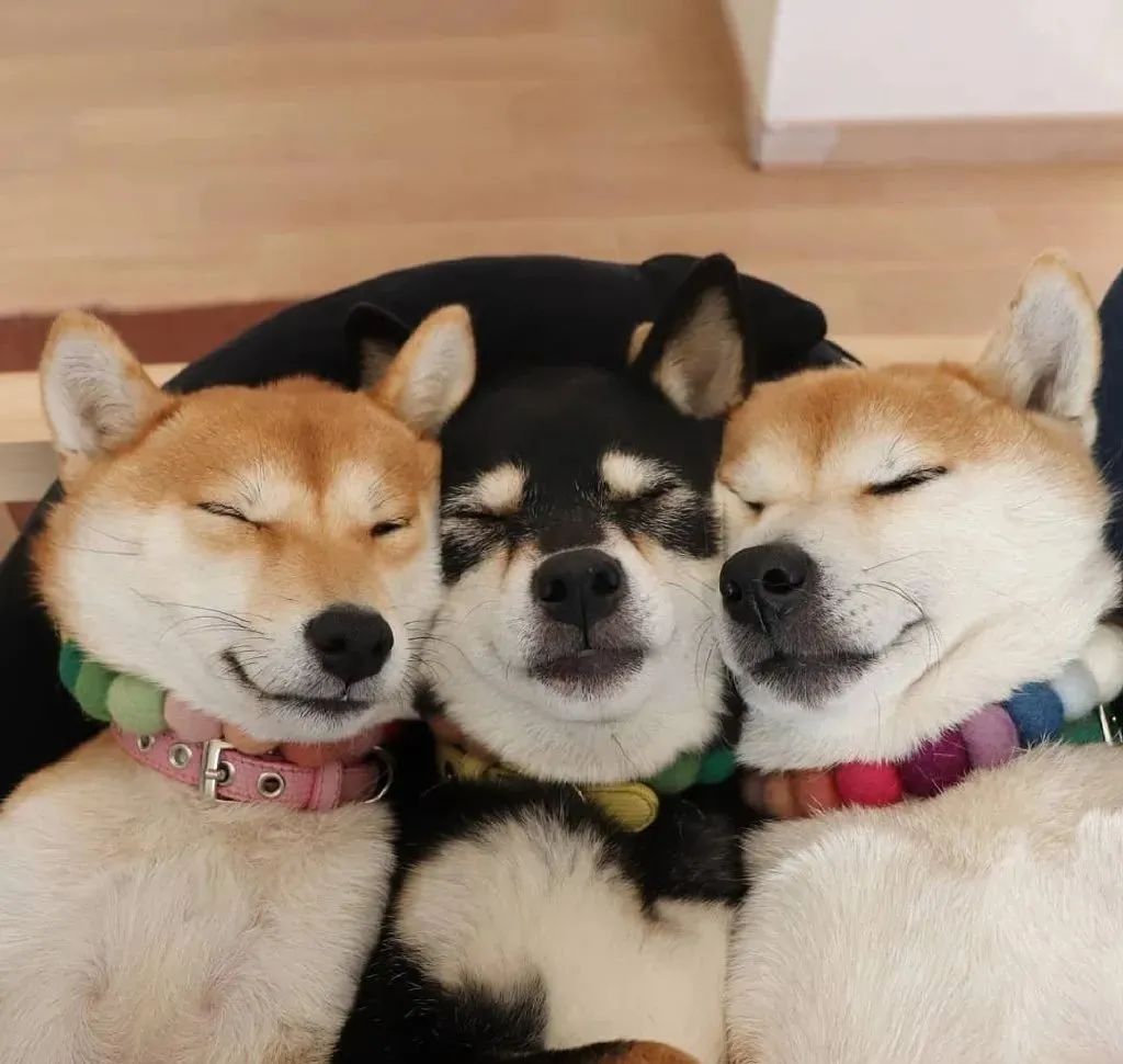 三只柴柴超爱夹心饼干式睡觉这场面萌死个人