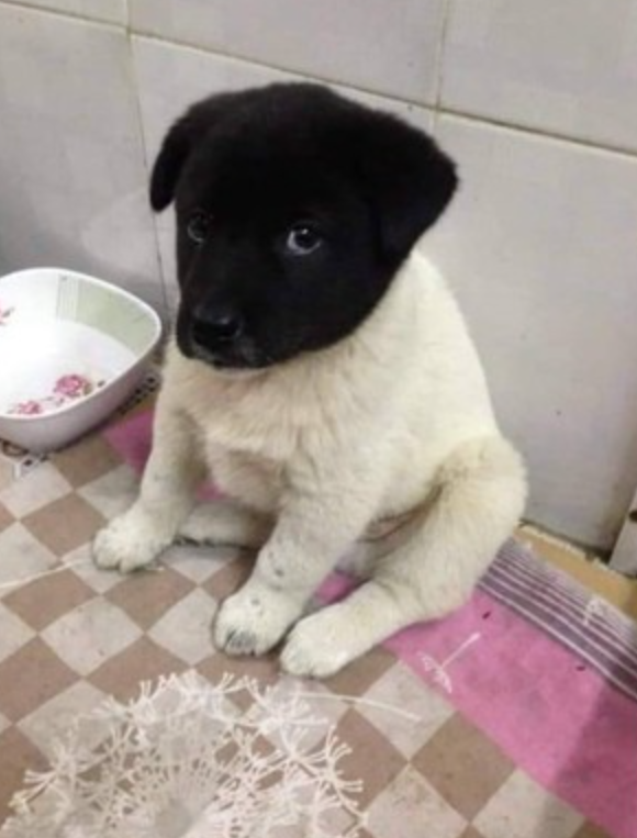 网红黑头小狗长大了,看到它现在的样子……笑尿了!