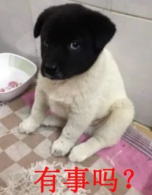 网红黑头小狗长大了,看到它现在的样子……笑尿了!