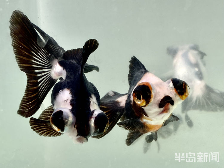 李村大集花卉鱼艺市场观赏鱼销售火爆熊猫金鱼受青睐
