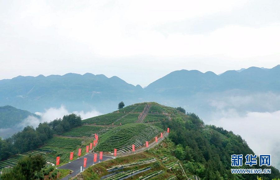 脱贫攻坚答卷茶园托起大进镇致富梦