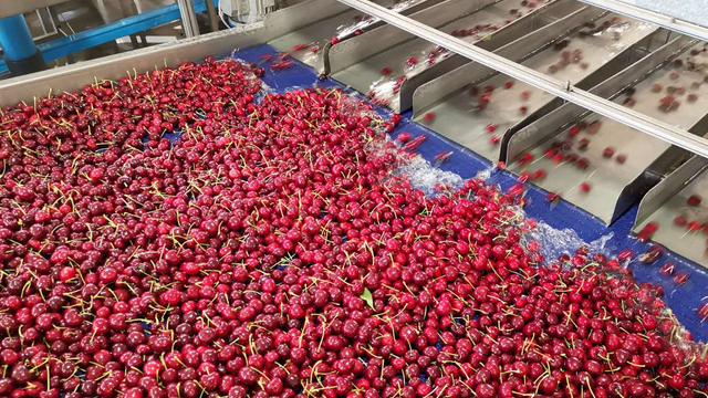 13万吨智利车厘子遭“量价双杀” 车厘子自由要实现了？