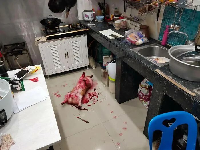 柯基浑身是血旁边还有一把刀可主人看了想骂人