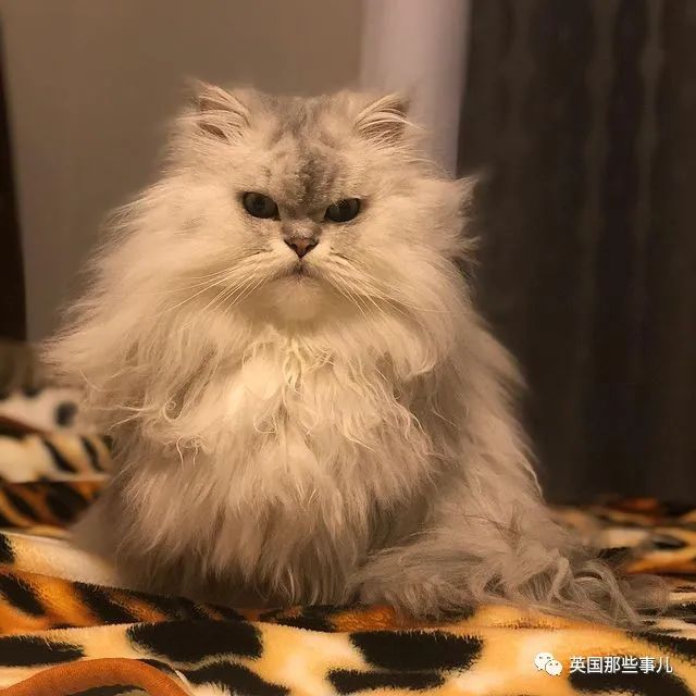 人没疯猫疯了.自从封锁后,很多铲屎官每天在家都被猫揍.