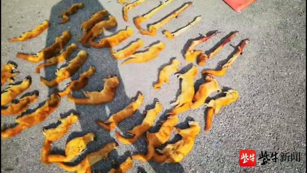 10天逮了27只黄鼠狼,一非法狩猎团伙被抓