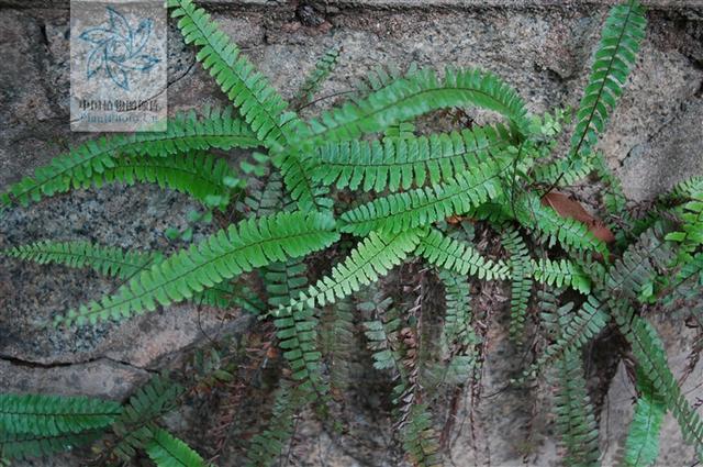 过山龙见过吗清热解毒治乳腺炎烧烫伤口腔溃疡