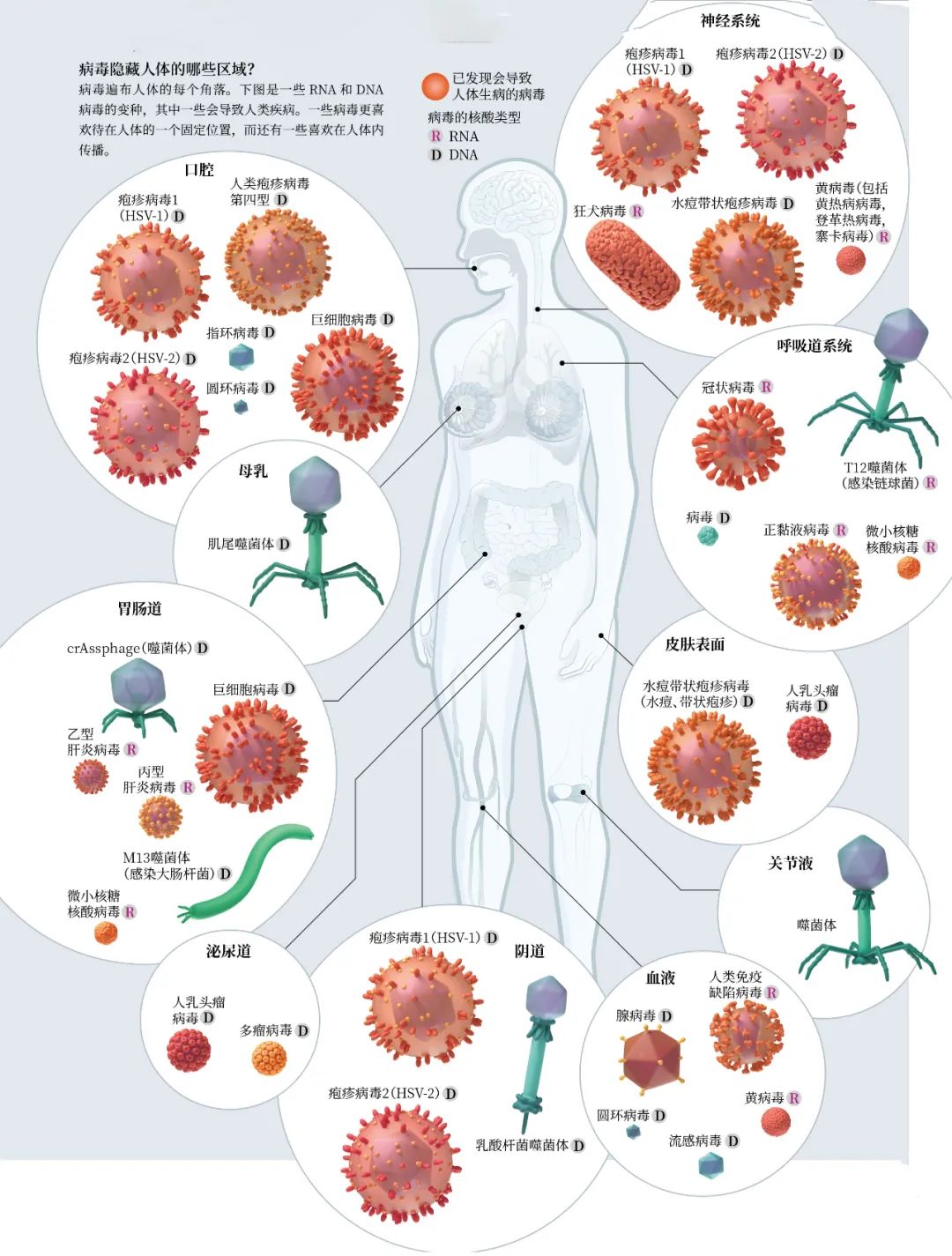 被病毒占领的人体:你的身体里,正住着380000000000000个病毒 | 环球