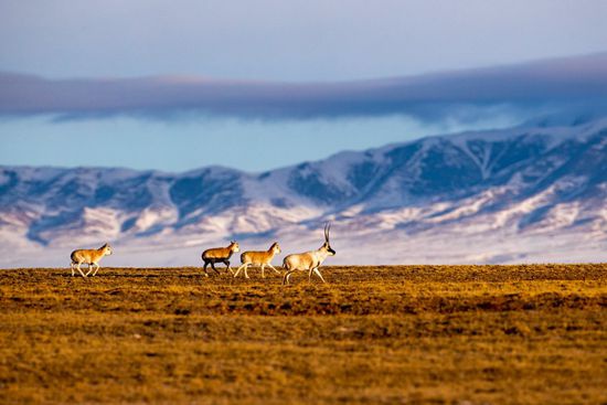 国家一级保护野生动物藏羚羊.谢建国 摄