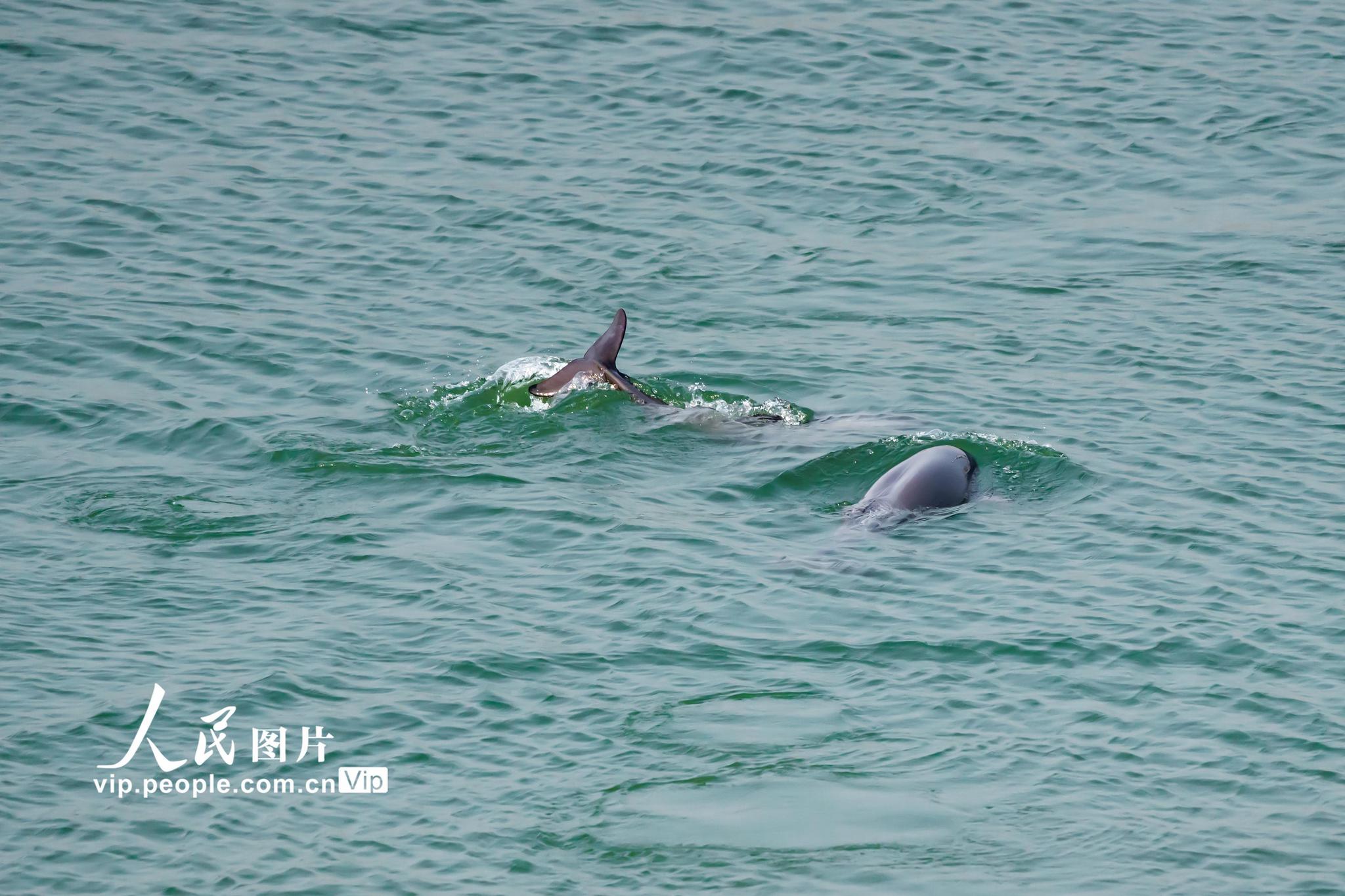 湖北宜昌江豚跃出水面嬉戏