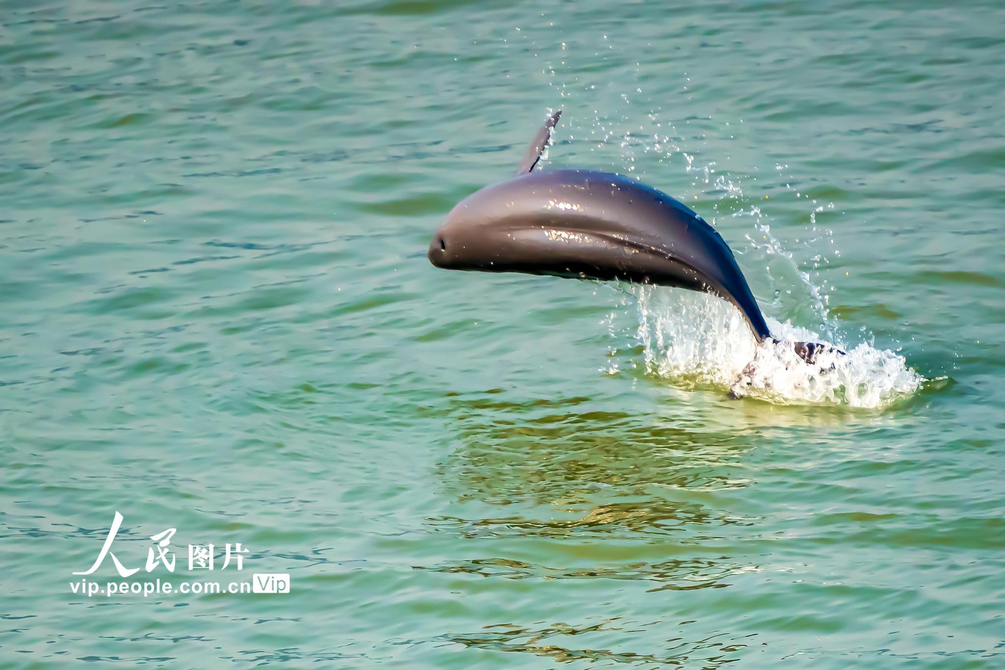 湖北宜昌:江豚跃出水面嬉戏