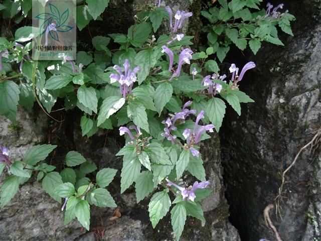 岩藿香,见过吗?能清热凉血,化瘀消肿