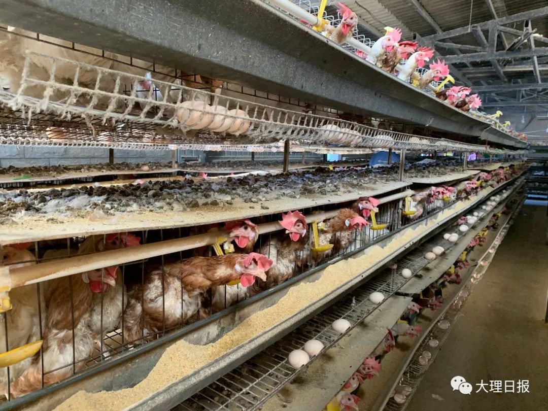 进行品种选育,搭鸡棚建鸡舍,开展技术钻研……王正平勤奋刻苦,虚心求