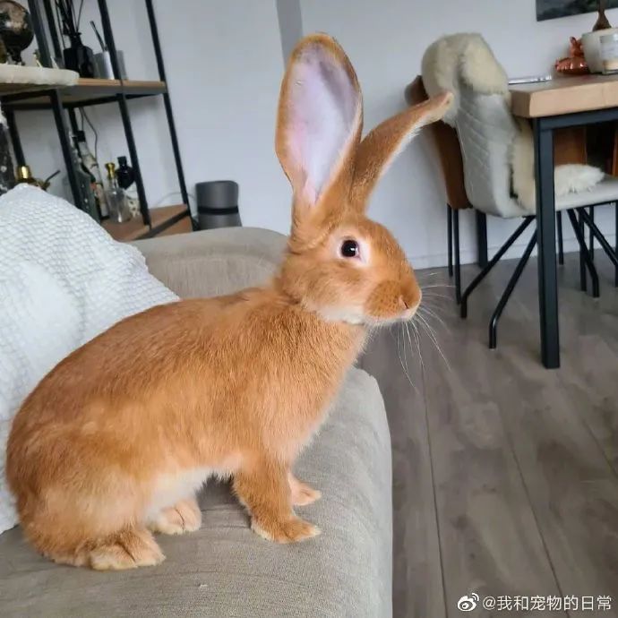这兔子跟个驴似的大耳朵竖起来好像听八卦的我
