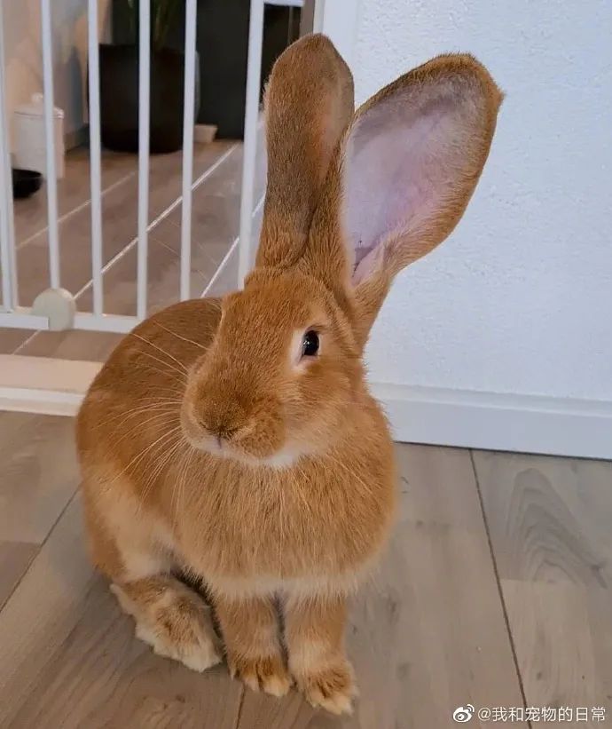 这兔子跟个驴似的大耳朵竖起来好像听八卦的我
