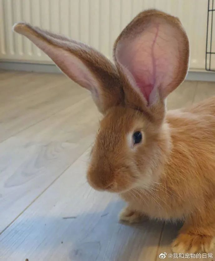 这兔子跟个驴似的大耳朵竖起来好像听八卦的我