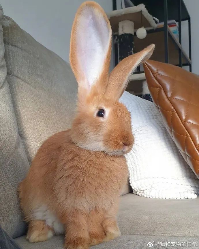 这兔子跟个驴似的大耳朵竖起来好像听八卦的我