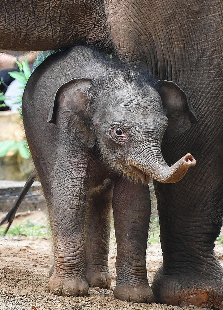 2020年5月27日,广州长隆野生动物世界的新生亚洲象宝宝在妈妈身边