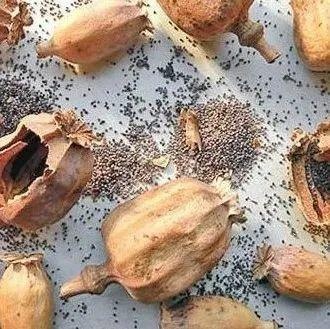 为使羊肉汤出味,吸引更多顾客前来惠顾,李某某在调味材料汤中添加罂粟