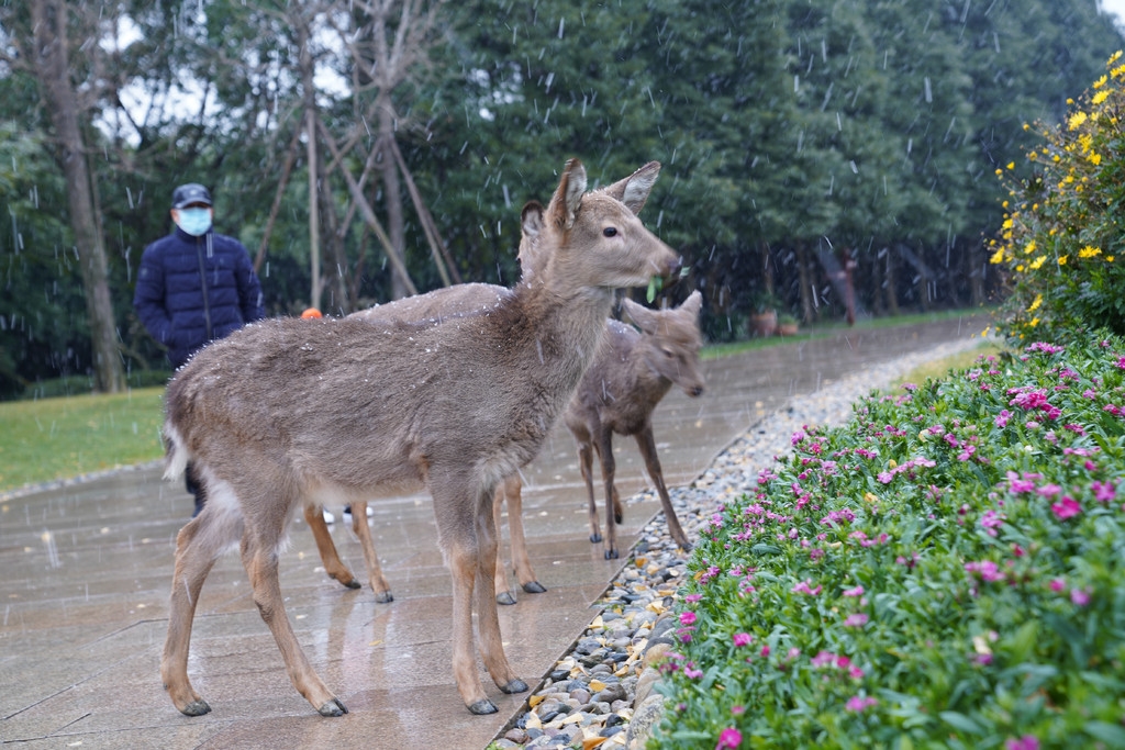 金沙鹿苑的小鹿喜迎冬雪