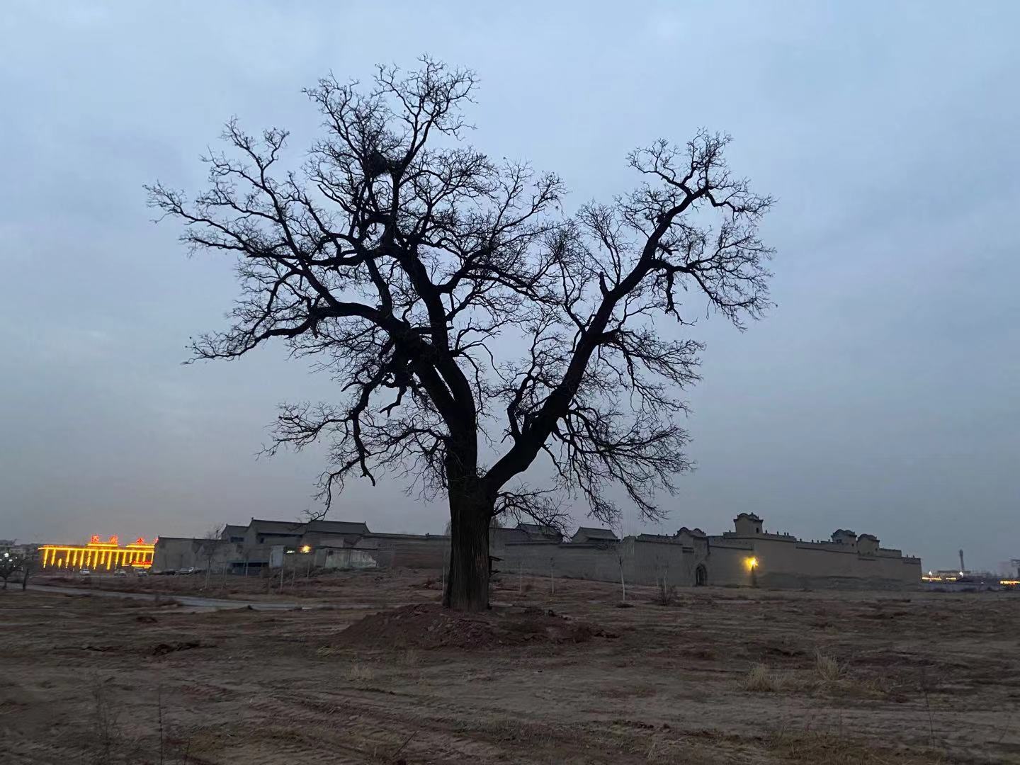 2020年12月8日,村民乔某良家旧址,强拆后仅剩下一棵老槐树.