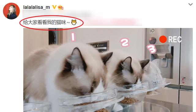 lisa确定加盟青你3与猫咪合拍官宣好萌素颜却成焦点