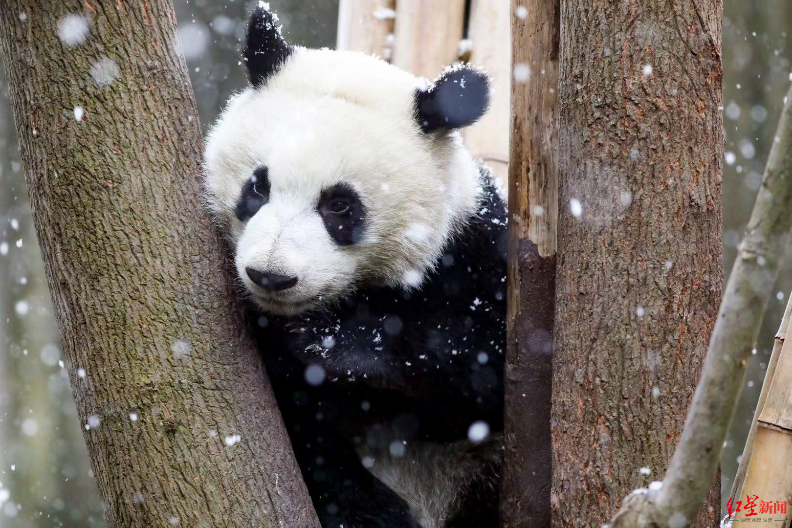成都一场初雪,大熊猫基地的国宝们乐翻了!