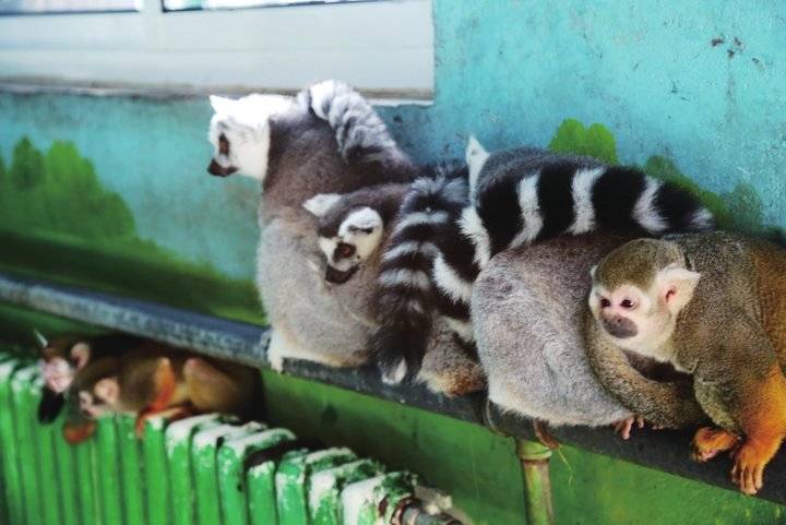 环尾狐猴和松鼠猴在一起乐享暖气.