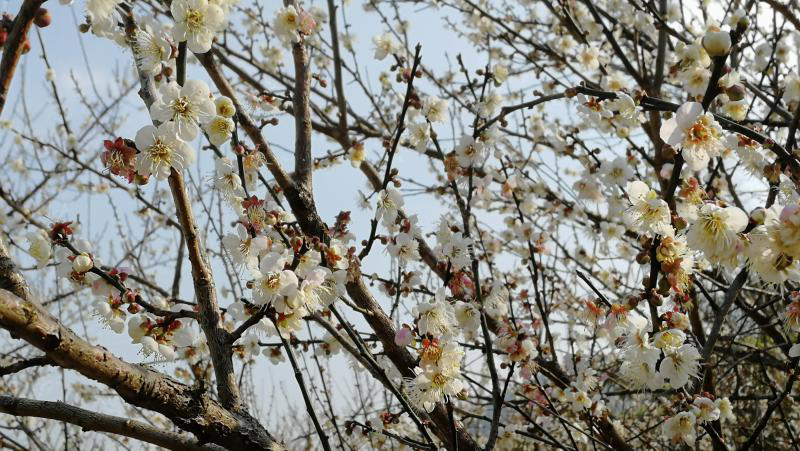 冬日赏梅有去处江门开平大沙镇梅花寒冬中盛开迎客