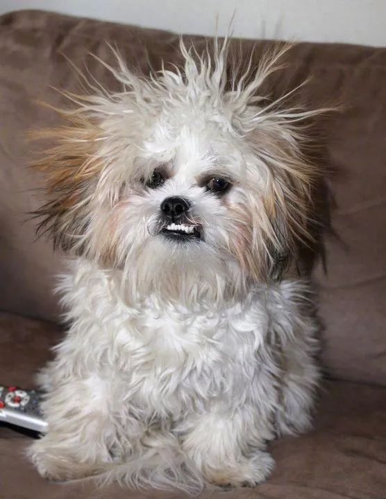 请问这个品种的狗子在山海经第几页