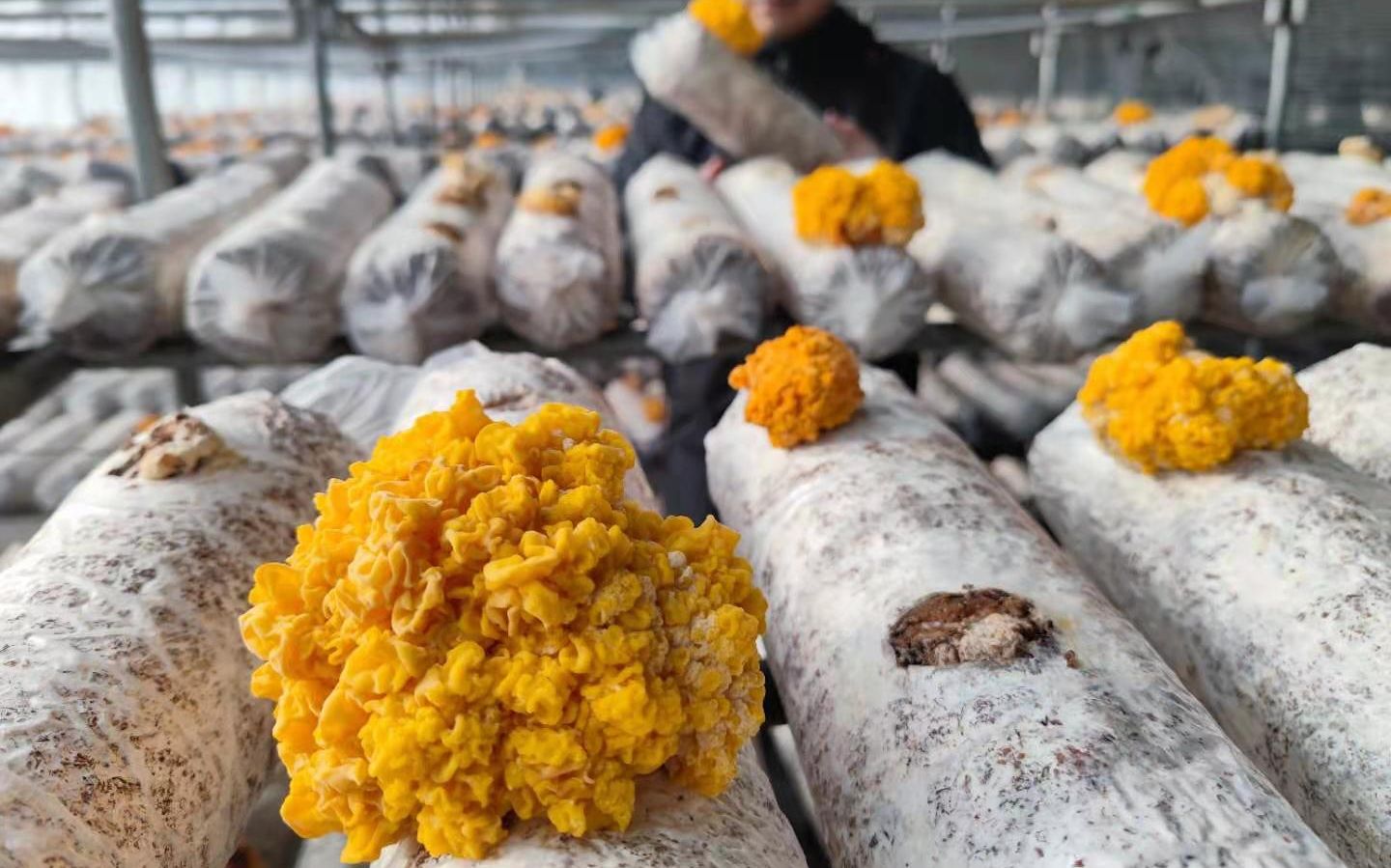 创意菌菇住进"魔幻太空舱" 室外寒风凛冽 舱内温暖湿润