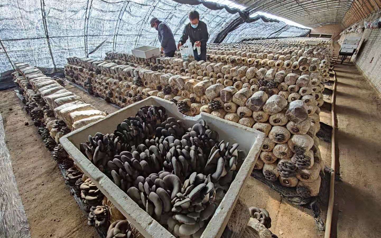 创意菌菇住进"魔幻太空舱" 室外寒风凛冽 舱内温暖湿润