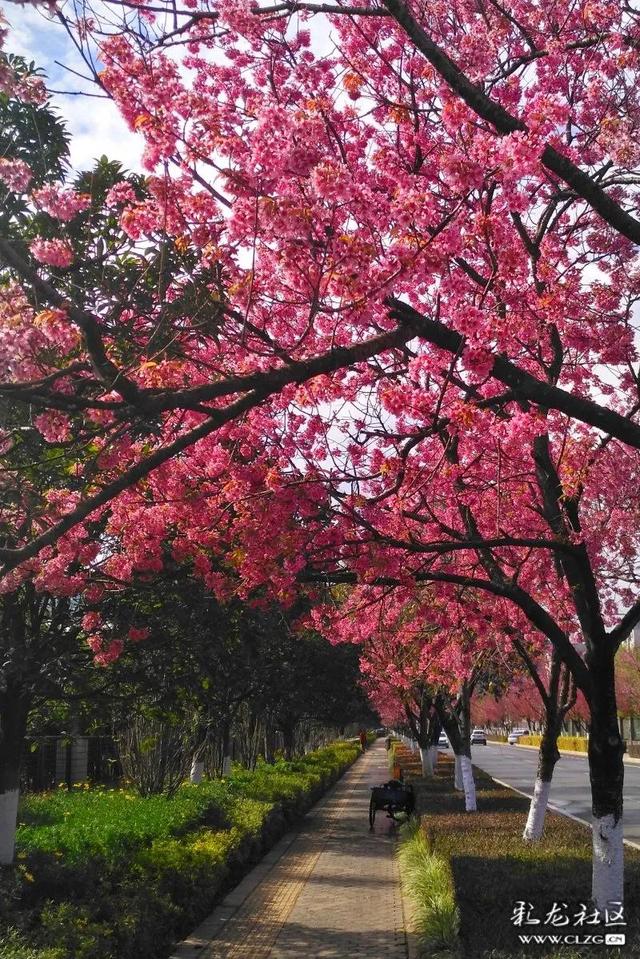 昆明冬樱花绽放红塔西路变身浪漫花街