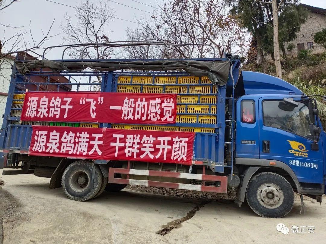 "鸽"声嘹亮,4000羽种鸽"飞"入格林镇"鸽子村"