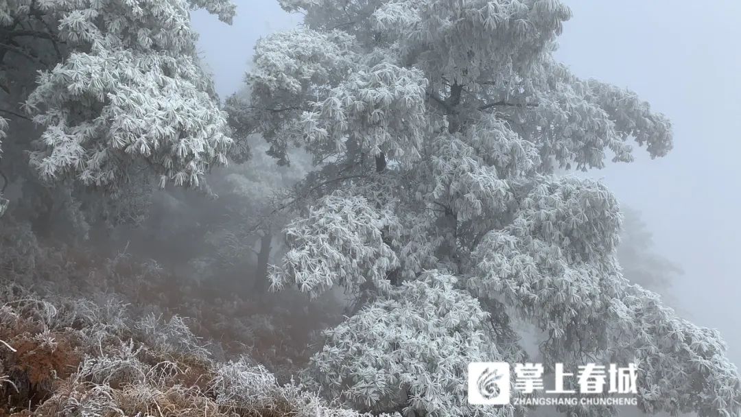 昆明这里下雪了!还有绝美雾凇,据说下周一会更冷…