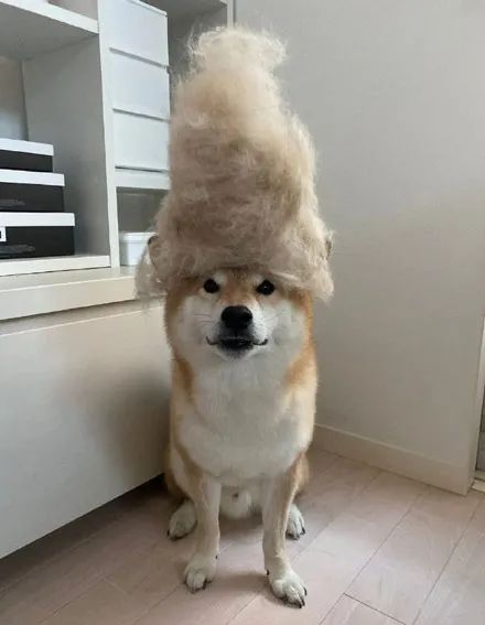 主人用柴犬的毛做了一个时尚的发型,这发型高度,看了忍不住想笑!