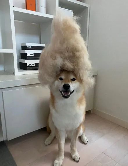 主人用柴犬的毛做了一个时尚的发型,这发型高度,看了忍不住想笑!